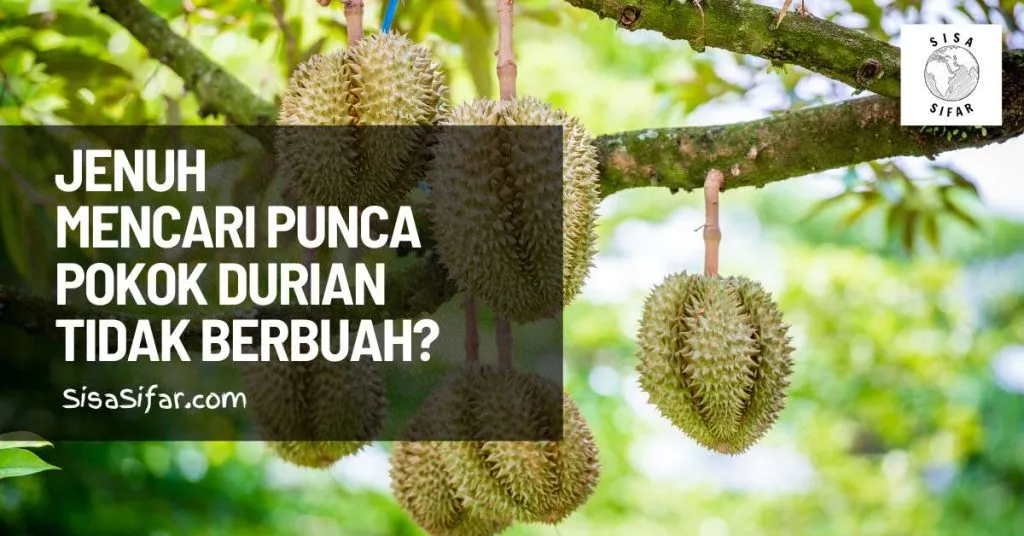 Jenuh Mencari Punca Pokok Durian Tidak Berbuah