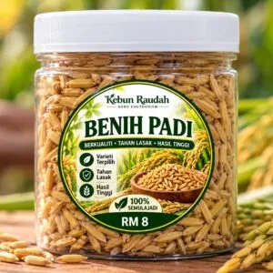 Padi