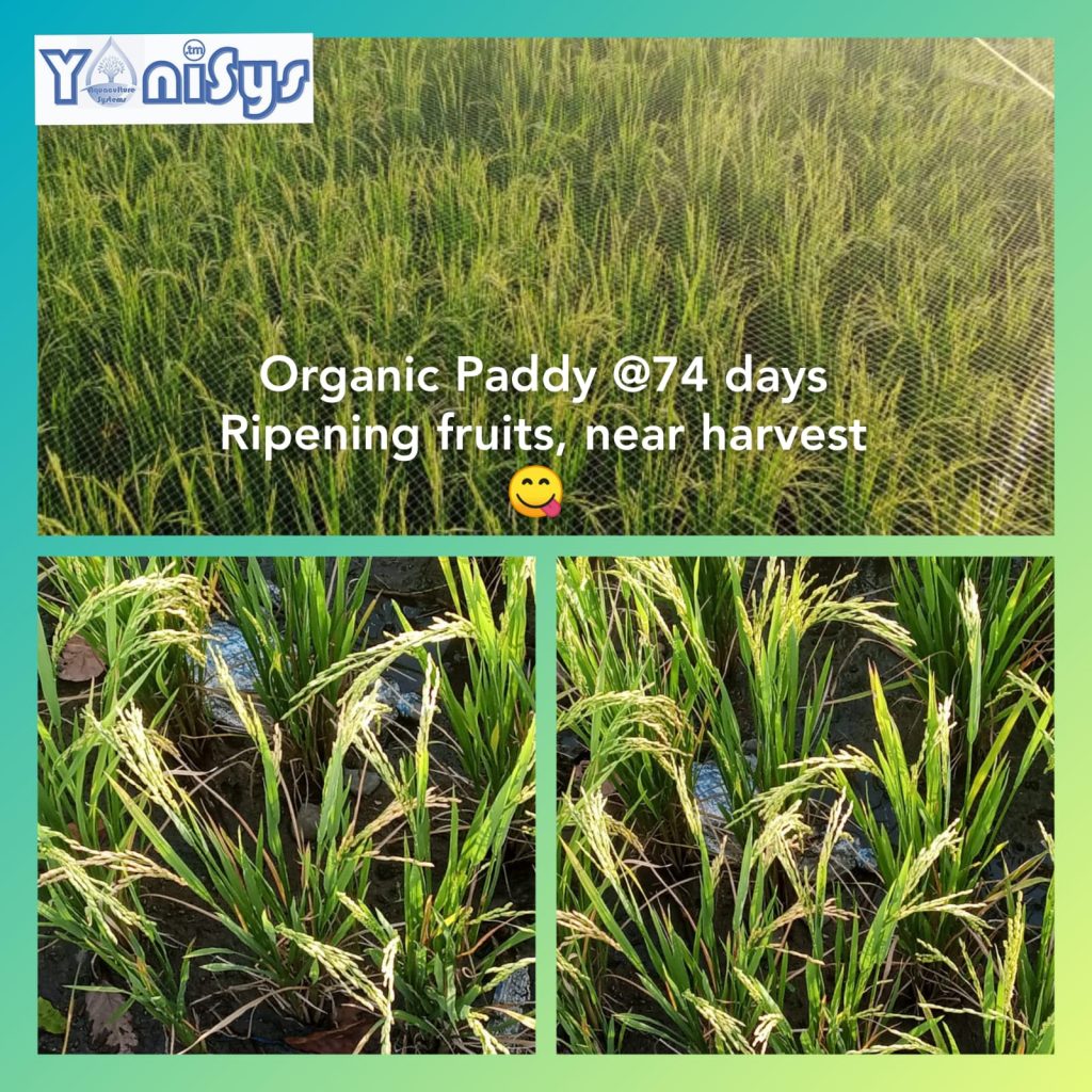 WhatsApp Image 2023 11 07 at 2.19.18 PM