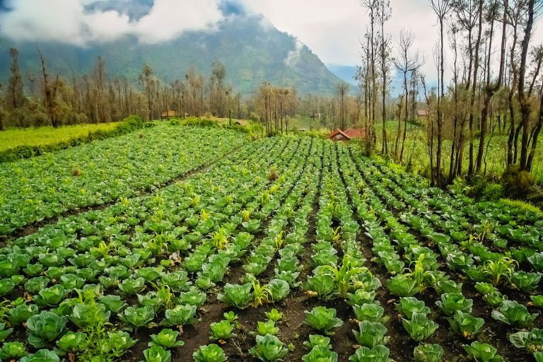 cabbage-plantation-in-indonesia-2021-08-26-16-22-11-utc