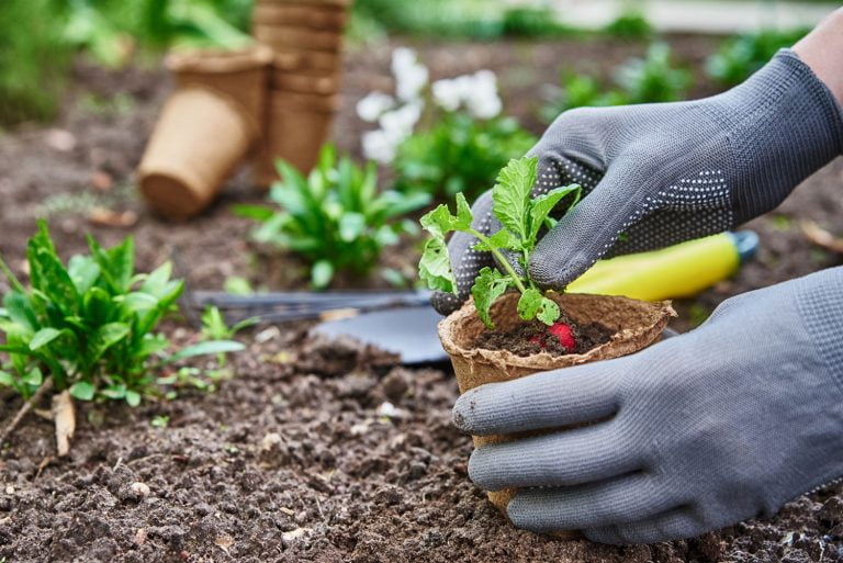 gardener-hands-picking-and-planting-vegetable-plan-2022-12-16-12-40-53-utc